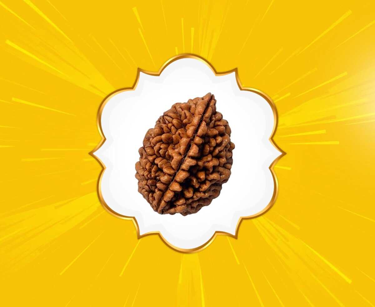 2 Mukhi Rudraksha (Nepal Origin)