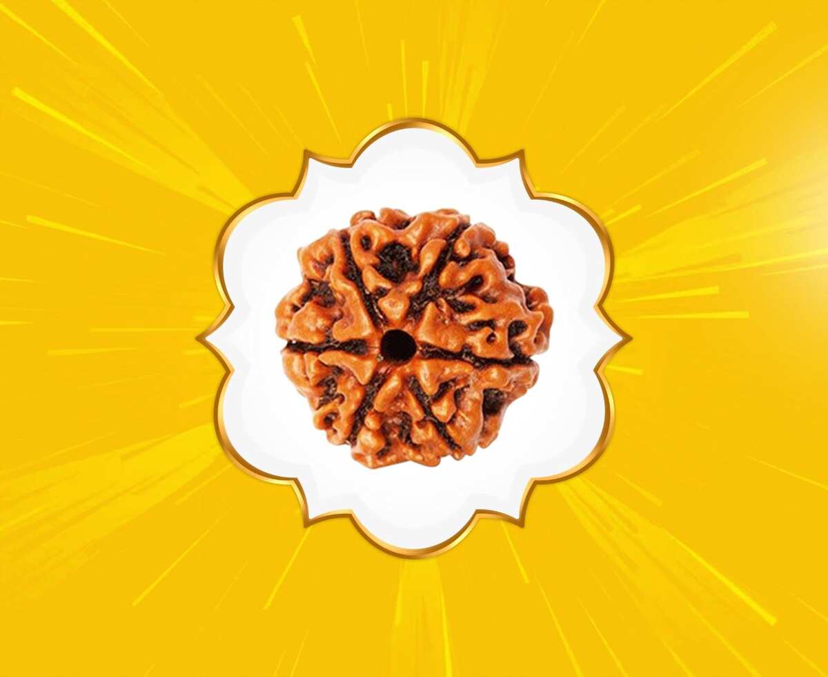 6 Mukhi Rudraksha (Nepal Origin)