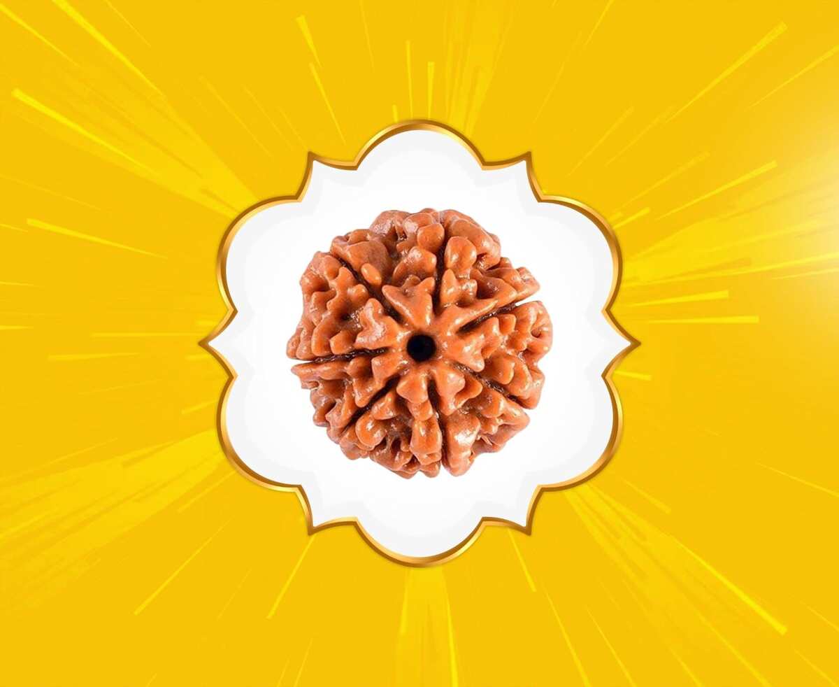 7 Mukhi Rudraksha (Nepal Origin)