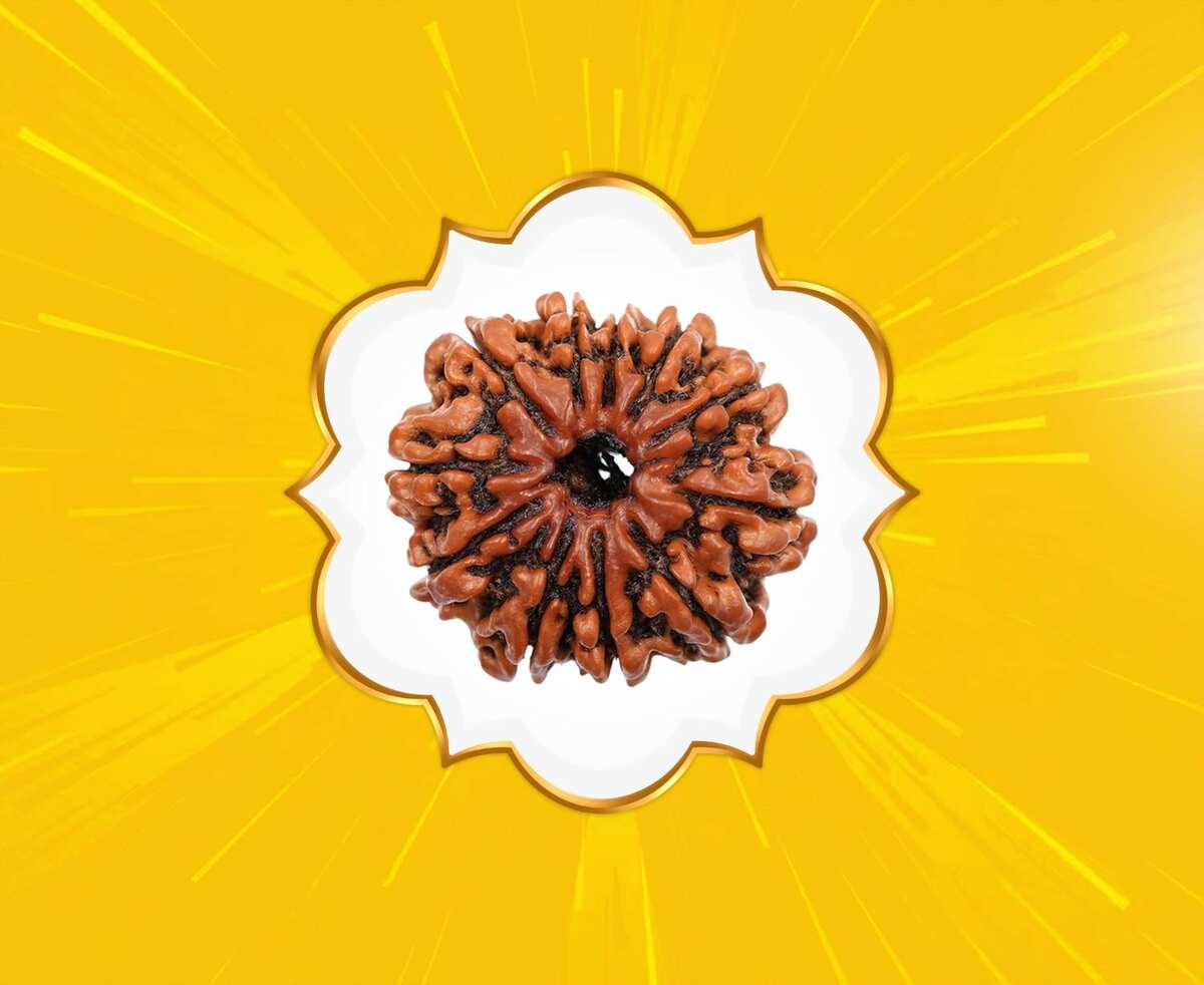11 Mukhi Rudraksha (Nepal Origin)