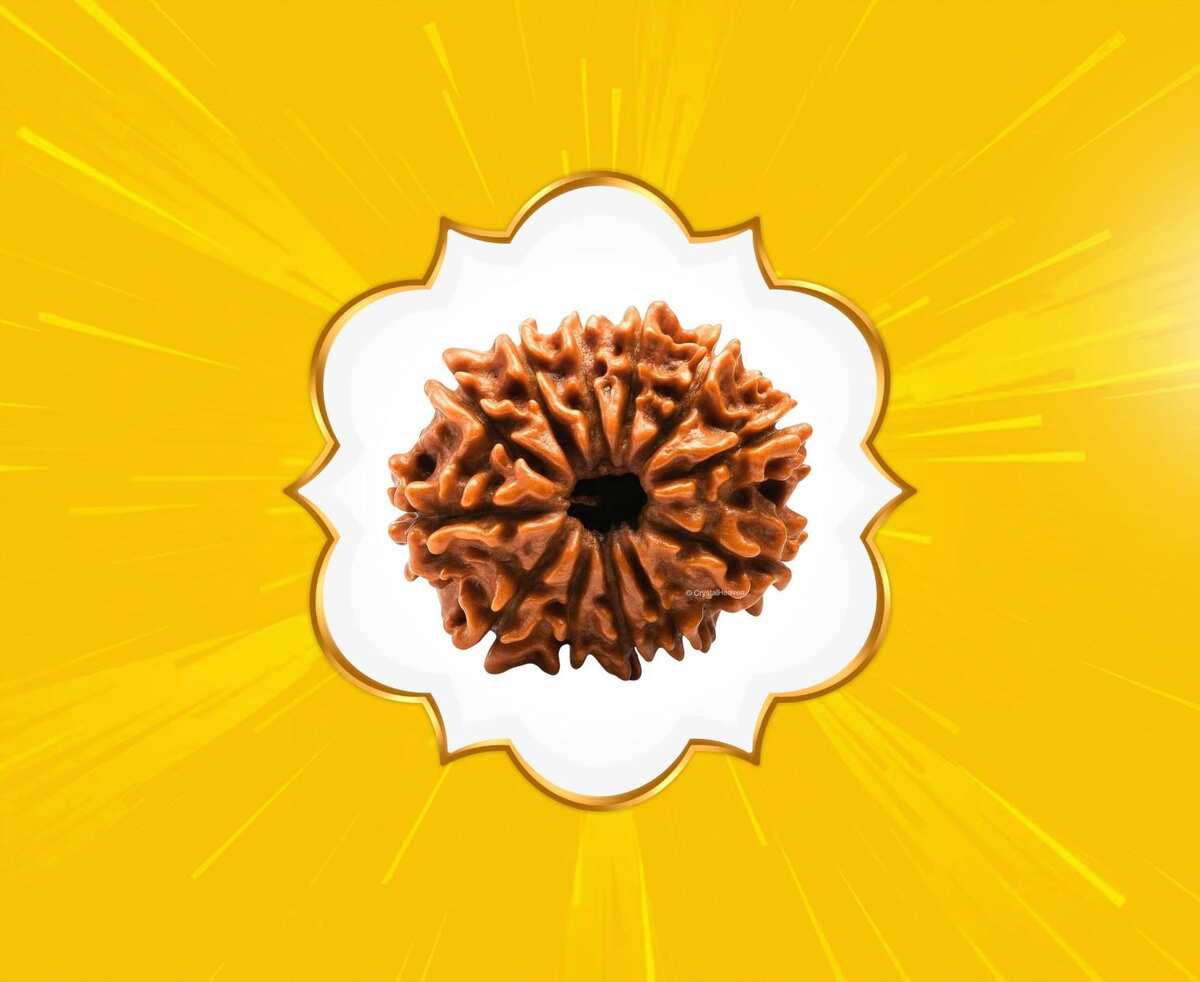 12 Mukhi Rudraksha (Nepal Origin)