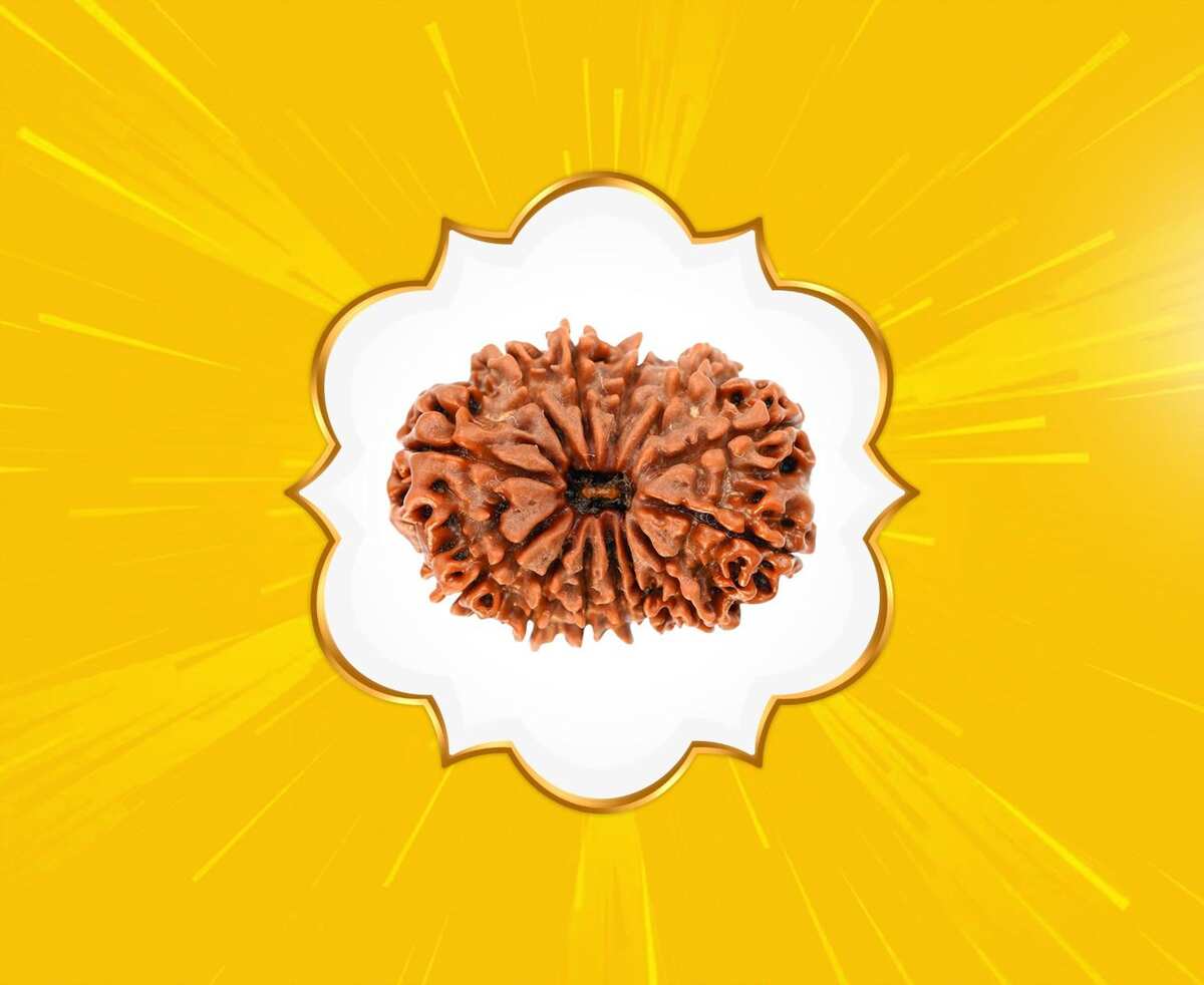 13 Mukhi Rudraksha (Nepal Origin)