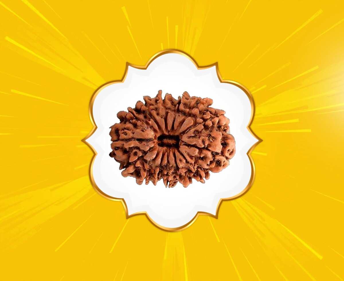 14 Mukhi Rudraksha (Nepal Origin)